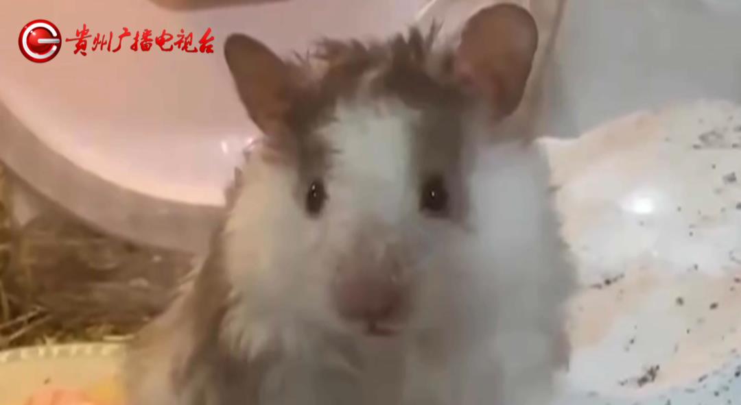 DƬ